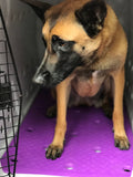 Dog sitting inside crate on a purple kennel mat