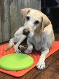 Dog with a green flyer toy on the floor