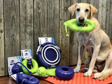 Dog with green buoy toy in mouth.  Flyer, ball, tire and buoy toys on the floor.