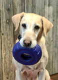 Dog with blue tire toy in his mouth