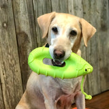 Dog with green buoy in his mouth
