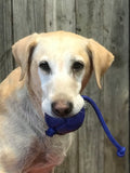 Yellow lab with a blue Wetmutt ball.