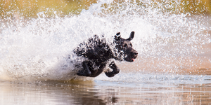 Wet mutt kennel sales mat