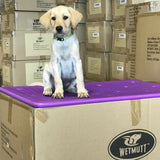 Lab puppy sitting on a purple kennel mat on top of boxes