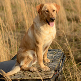 Dog sitting on a mossy oak kennel mat