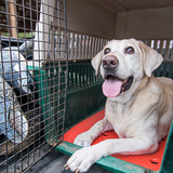 Dog in crate sitting on an orange kennel mat