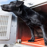 Black Lab looking out of a kennel standing on an orange kennel mat