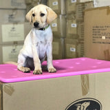 Lab puppy sitting on a pink kennel mat on top of boxes